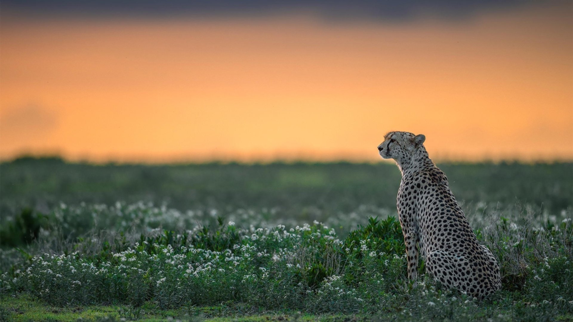开云体育登录网站入口-《巴黎人报》：荷兰女足在预选赛中与德国队激战，荷兰女足对巴西女足结果